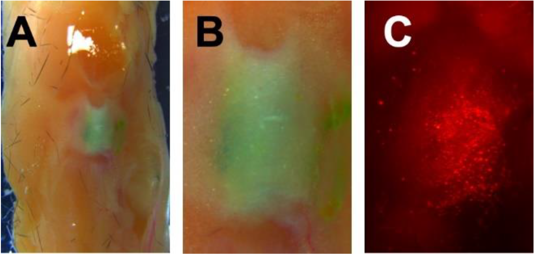 Polymers 12 00736 g009