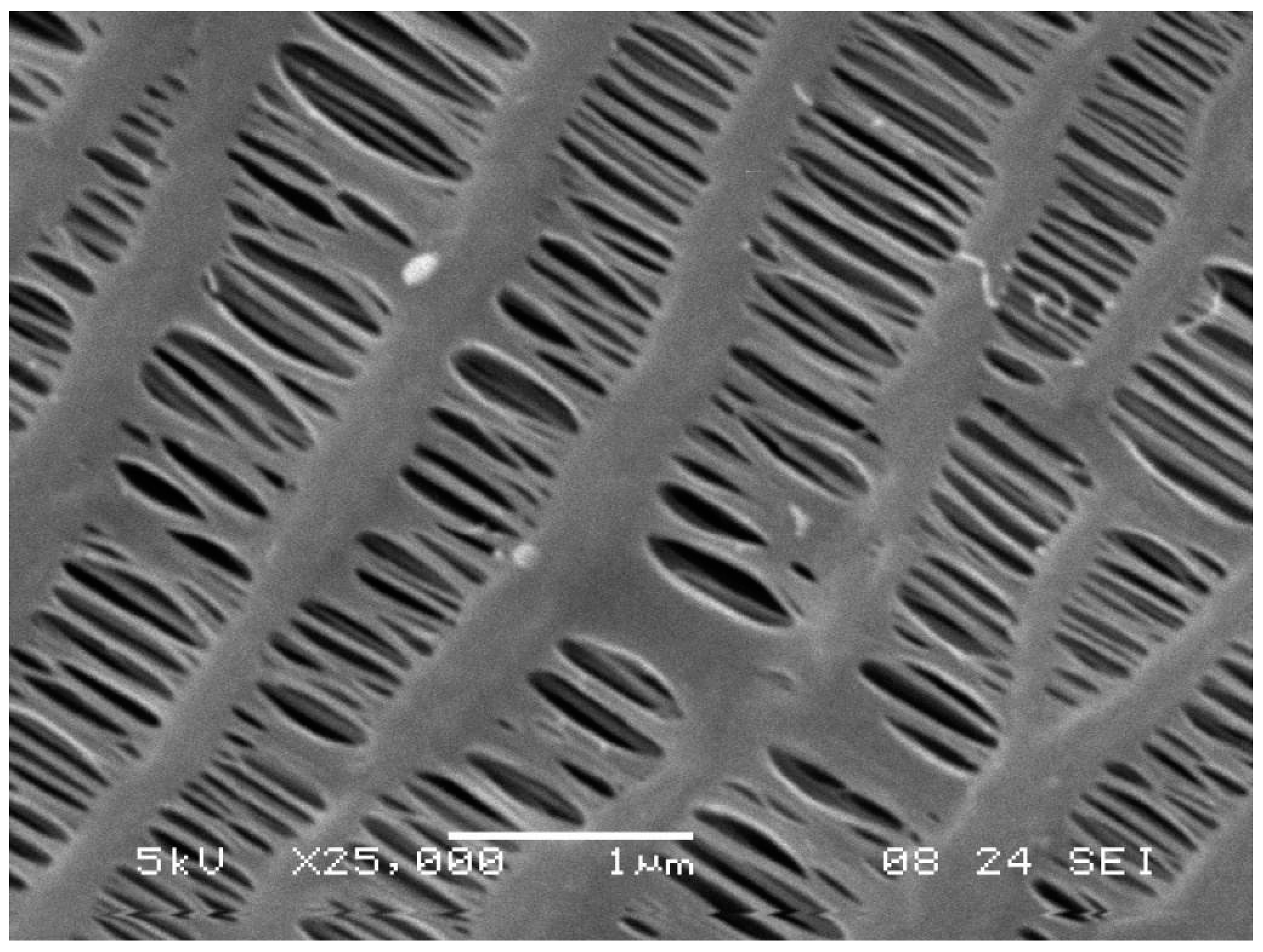 Polymers 13 01031 g001