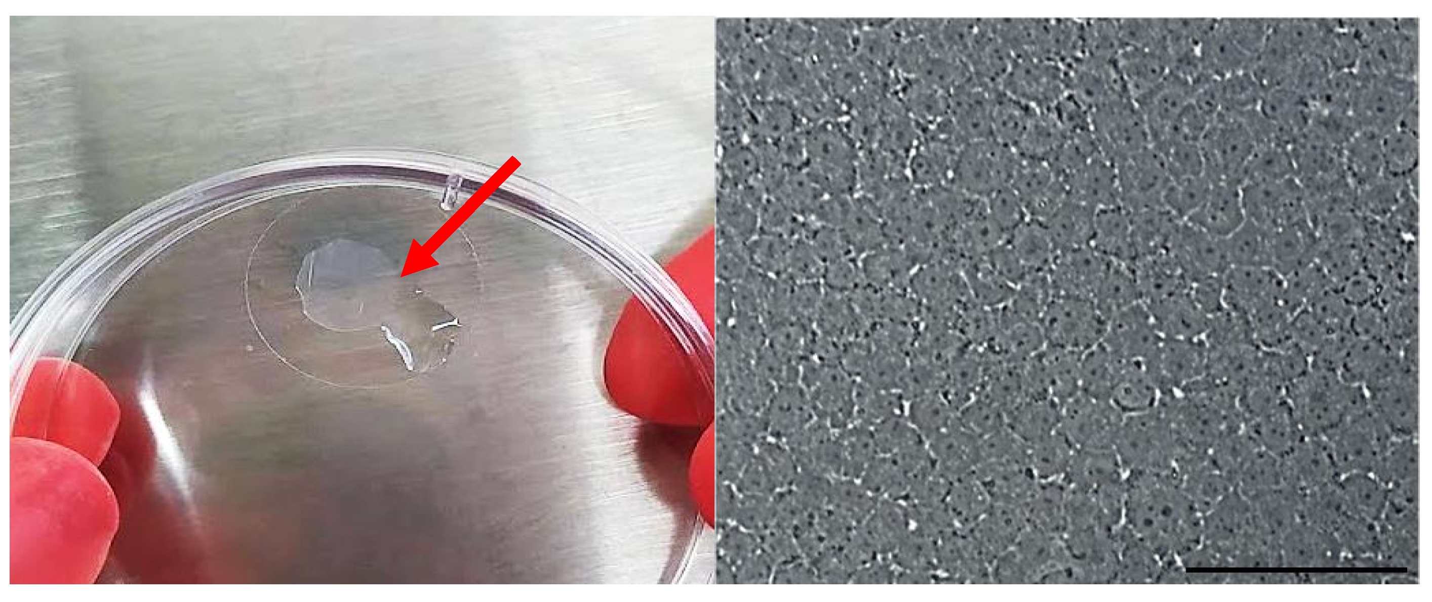 Polymers 14 03556 g007