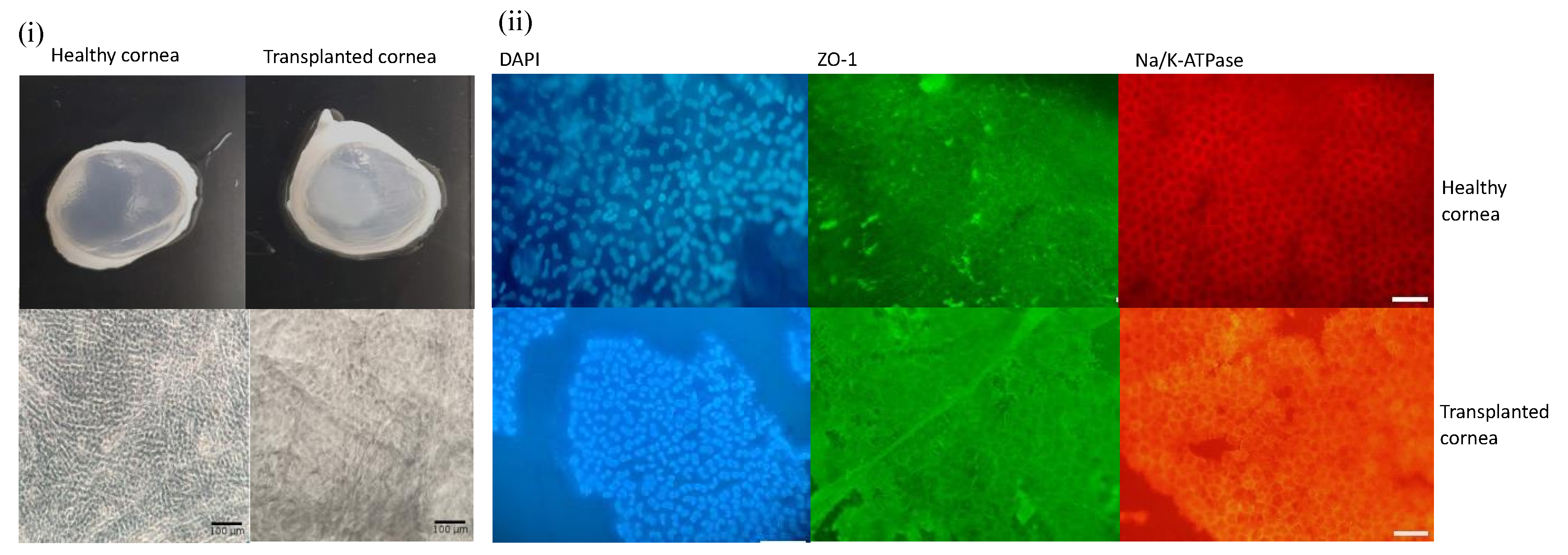 Polymers 14 03556 g009
