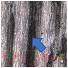 Polymers 15 03251 i042