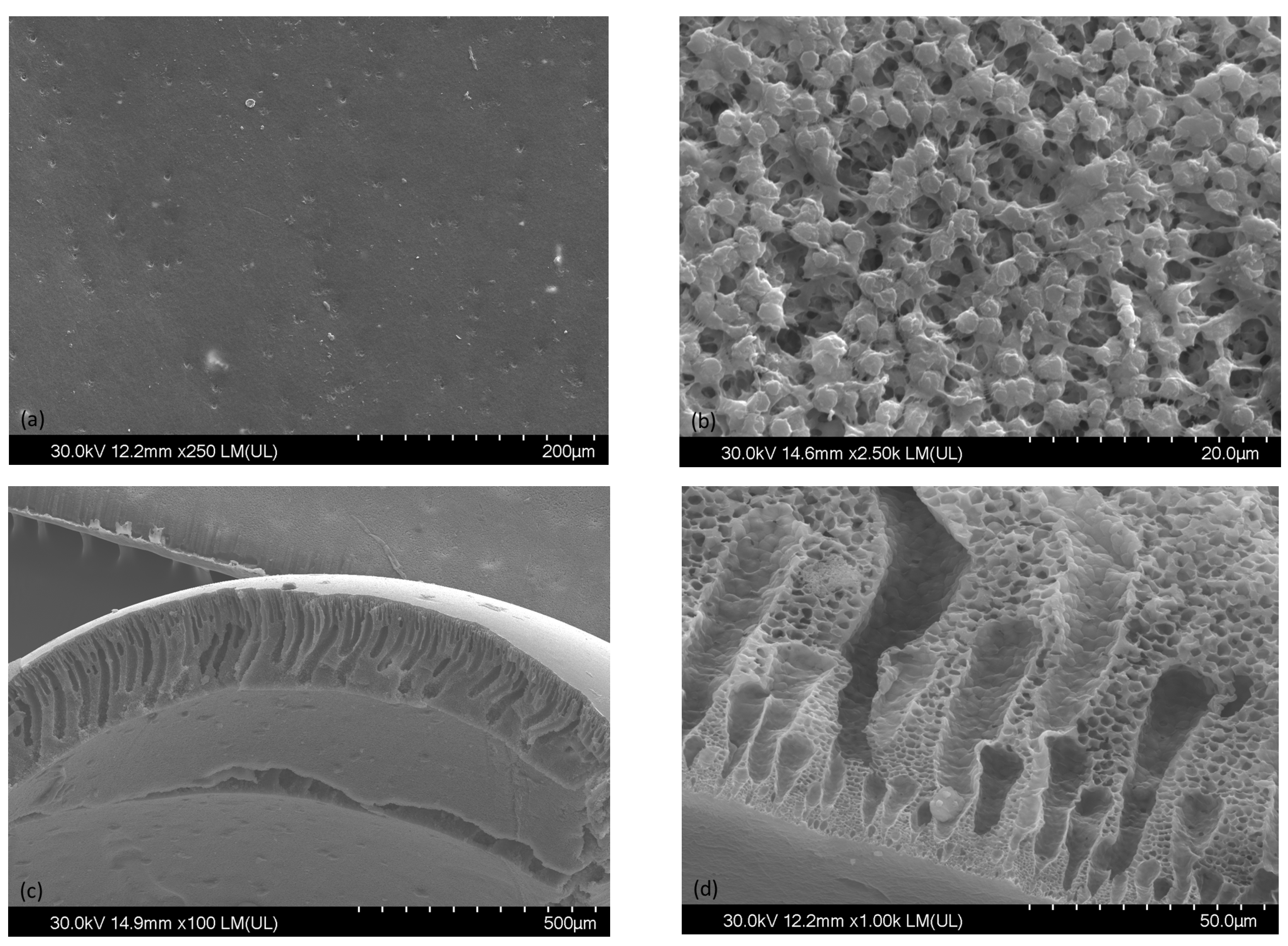 Polymers 15 04547 g003
