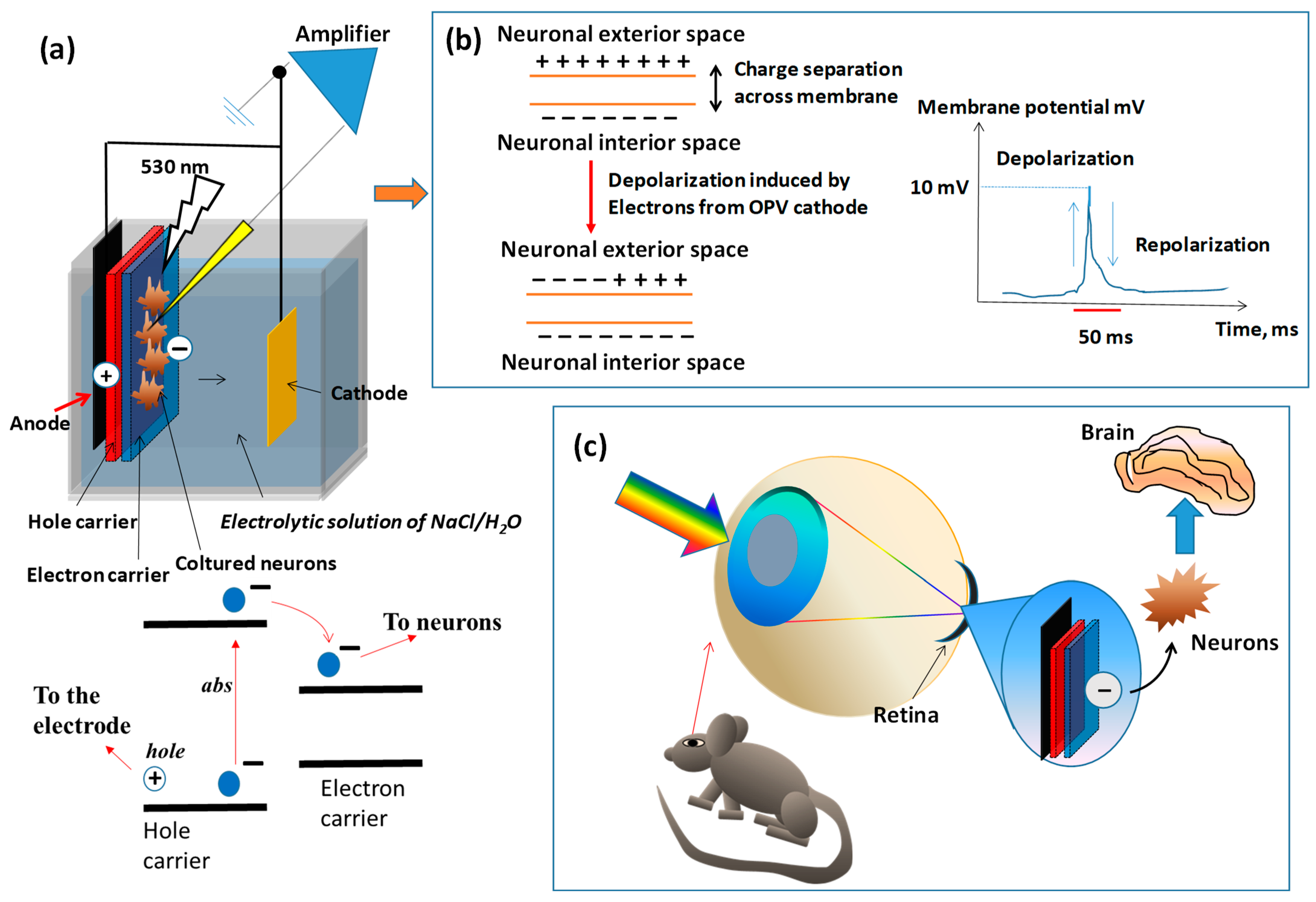 Polymers 16 01407 g010