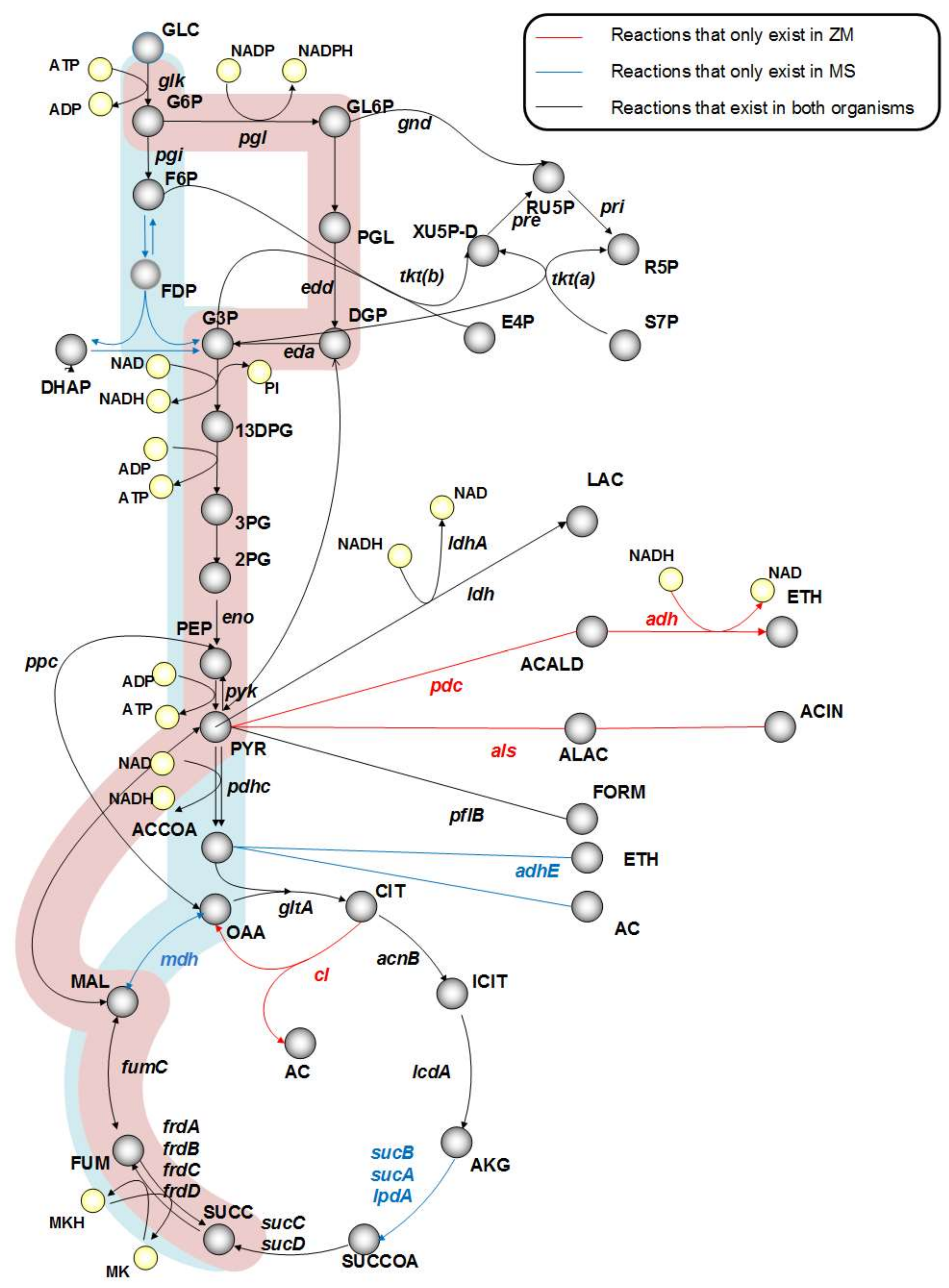 Processes | Free Full-Text | Genome-Scale In Silico ...
