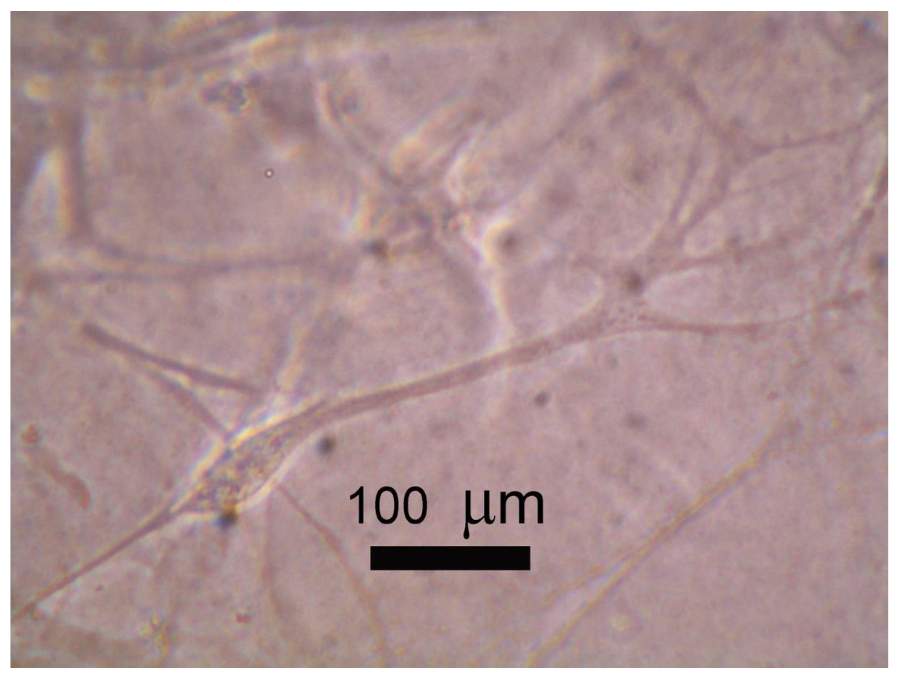Processes 09 00632 g003