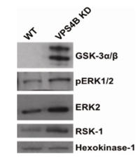 Proteomes 01 00087 g006 200