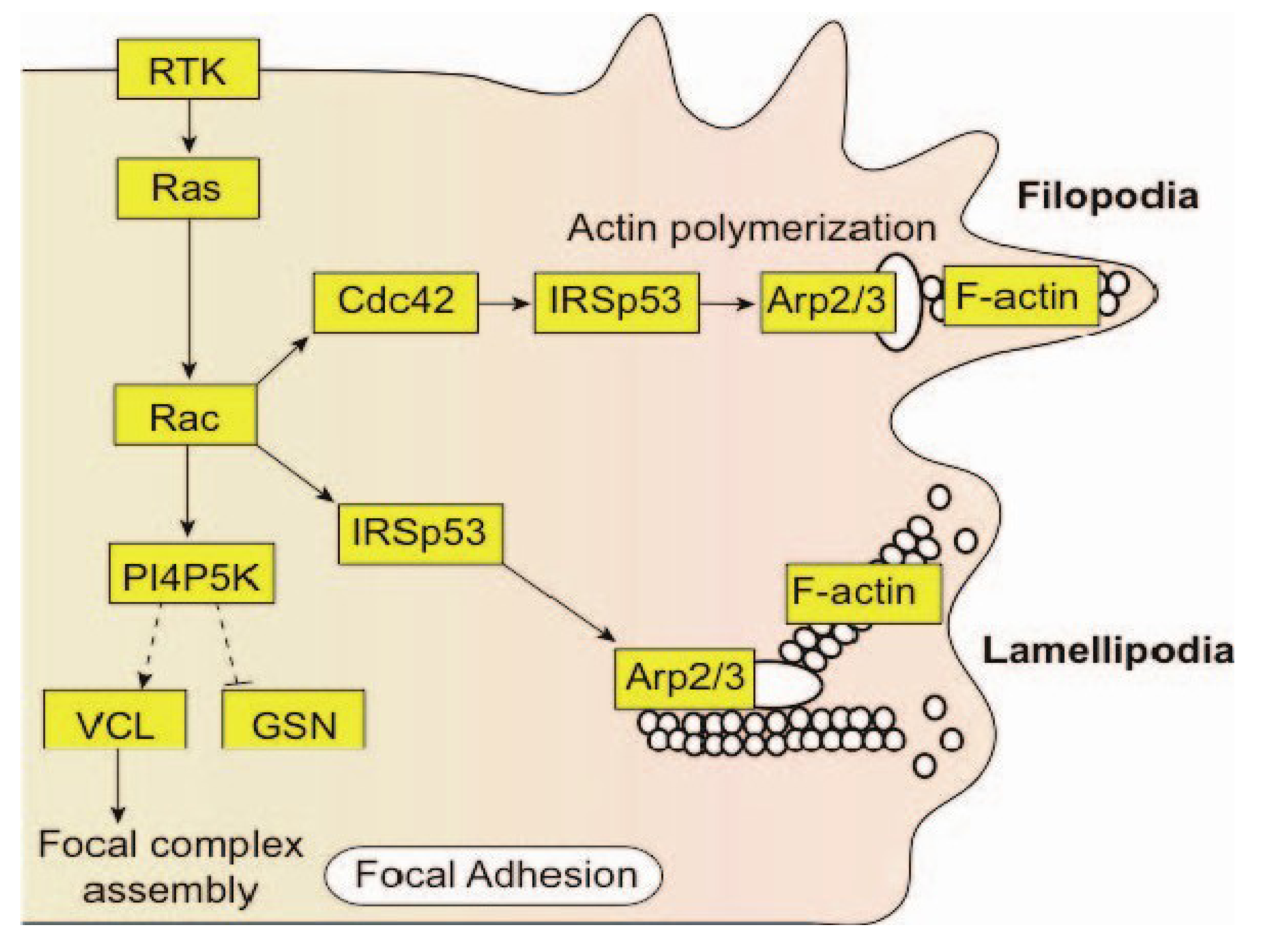 Proteomes 01 00087 g007