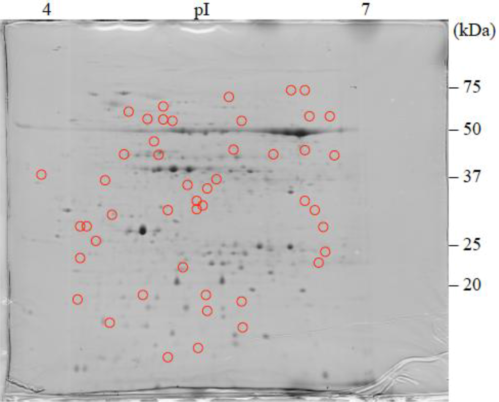 Proteomes 02 00323 g001 1024