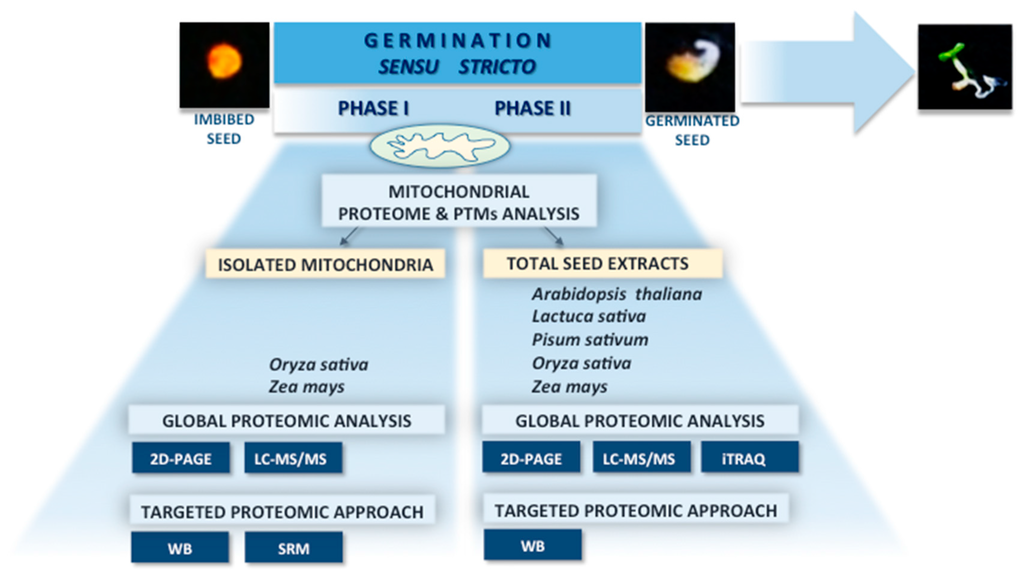 mitochondria essay Mitochondria are rod-shaped structures that are enclosed within two membranes - the outer membrane and the inner membrane the membranes are made. mitochondria essay Mitochondria are rod-shaped structures that are enclosed within two membranes - the outer membrane and the inner membrane the membranes are made.