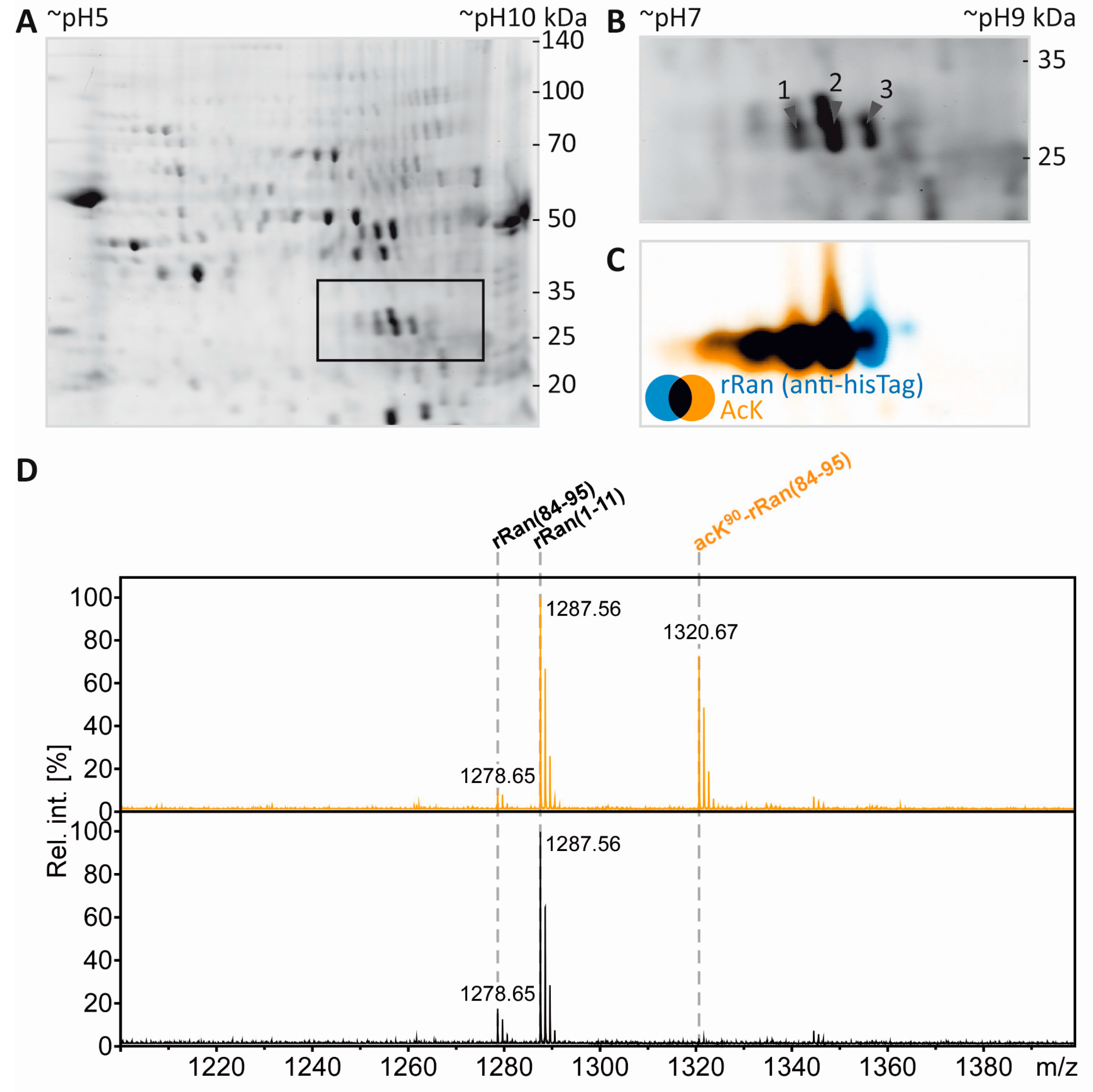 proteomes free full text partial immunoblotting of 2d gels a immunoblotting
