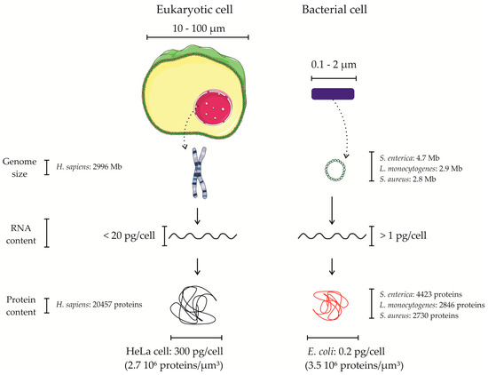 proteomes free full text proteogenomics in aid of host pathogen the dna containing region of this bacterial cell is indicated by the letter