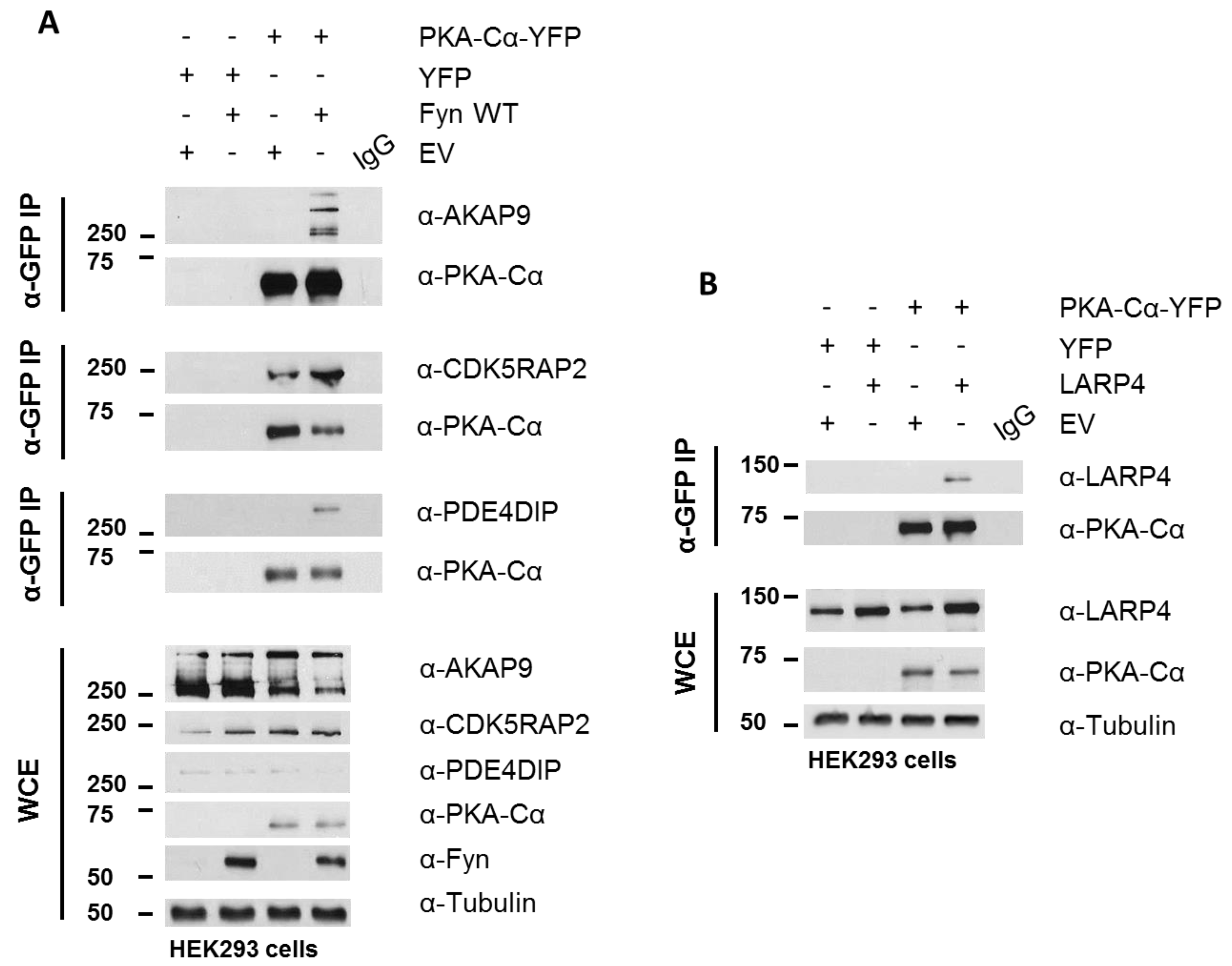 Proteomes 06 00037 g006