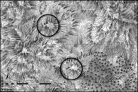 Remotesensing 04 00784f2 200