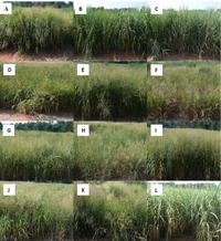 Remotesensing 04 02576f1 200