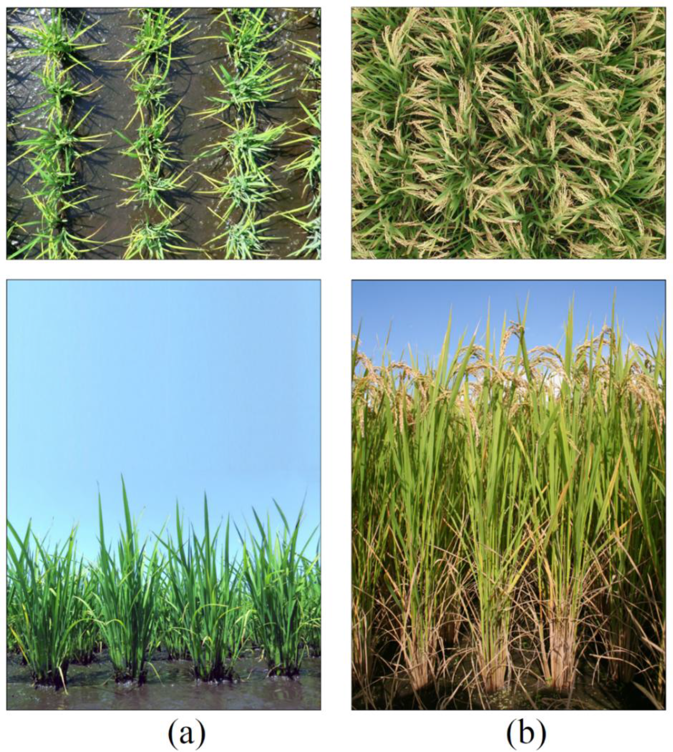 Remotesensing 06 05995f2