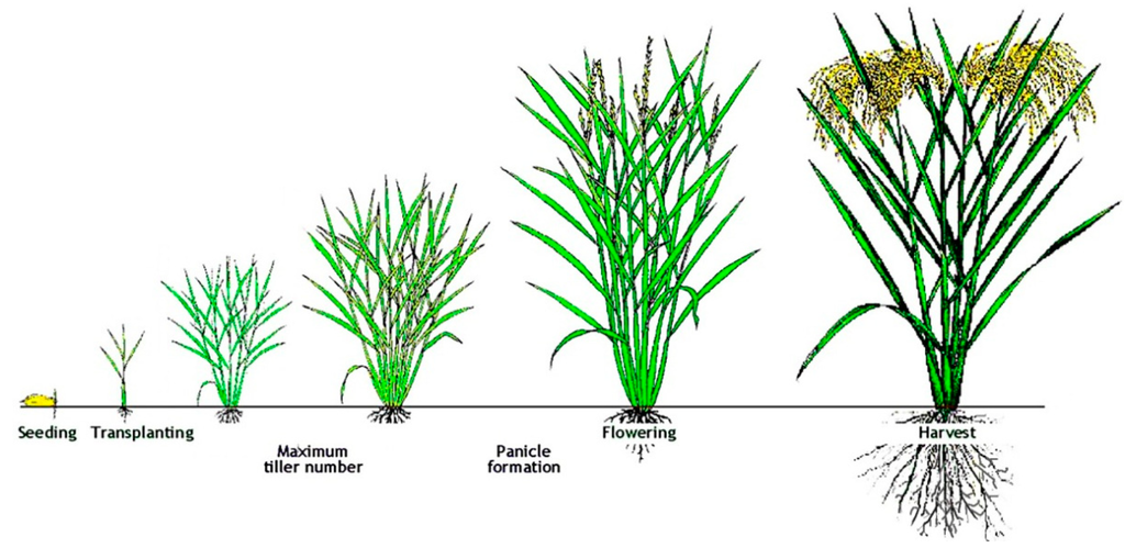 Remote Sensing | Free Full-Text | Towards an Operational SAR-Based Rice