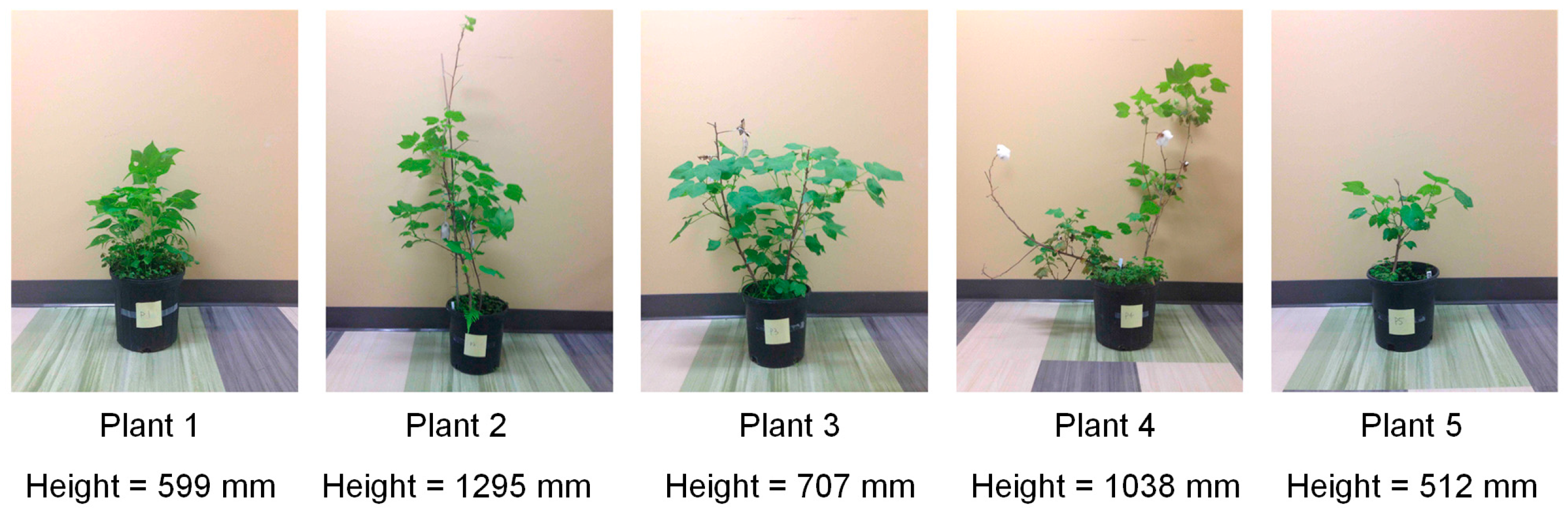 Remote Sensing Free FullText InField HighThroughput Phenotyping