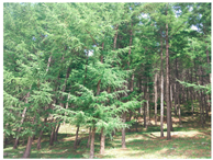 Remotesensing 13 02716 i001