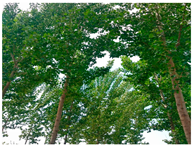 Remotesensing 13 02716 i002