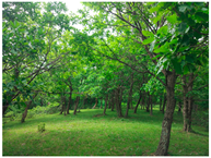 Remotesensing 13 02716 i004