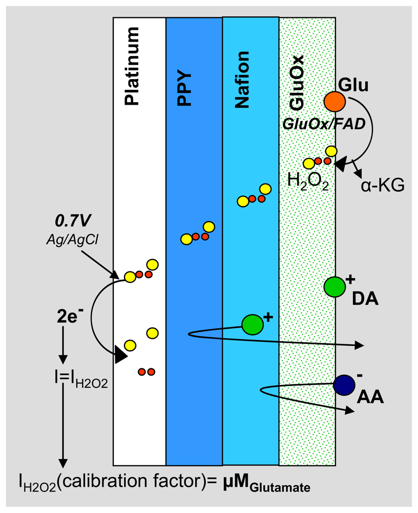 Sensors 08 05023f3 1024