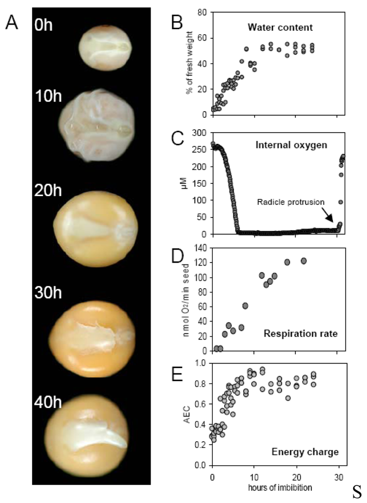 view eukaryotic transcriptional and post transcriptional gene expression regulation