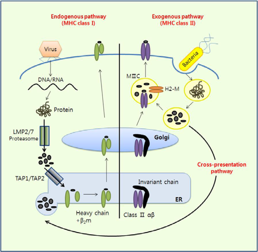 Sensors Free FullText Dendritic Cells as DangerRecognizing
