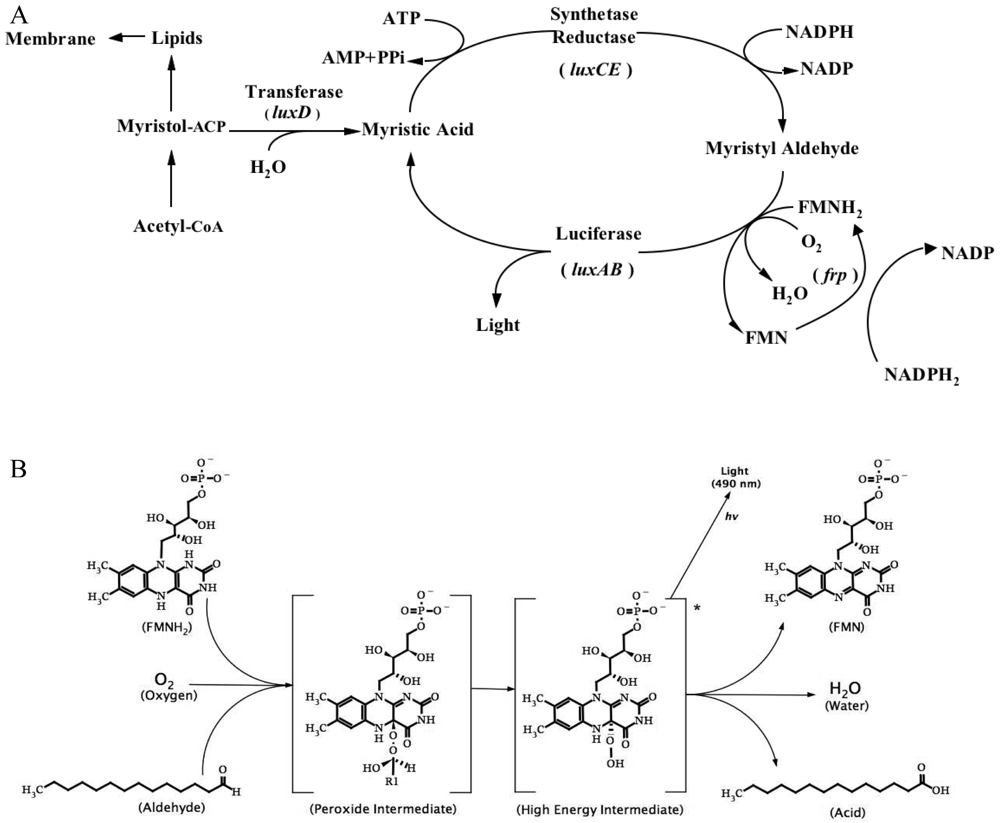 Literature review on luminescent bacteria