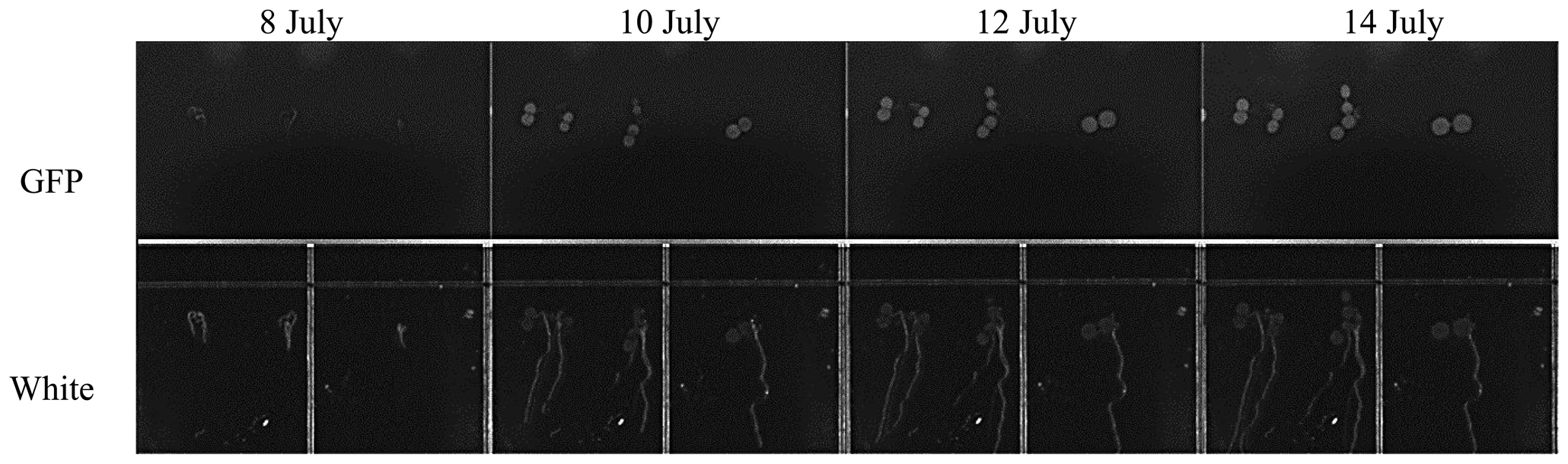 Sensors 13 03530f13 1024