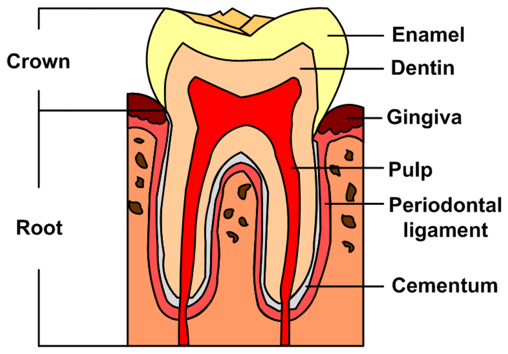 [DIAGRAM] Simple Diagram Of The Teeth Biology Diagrams