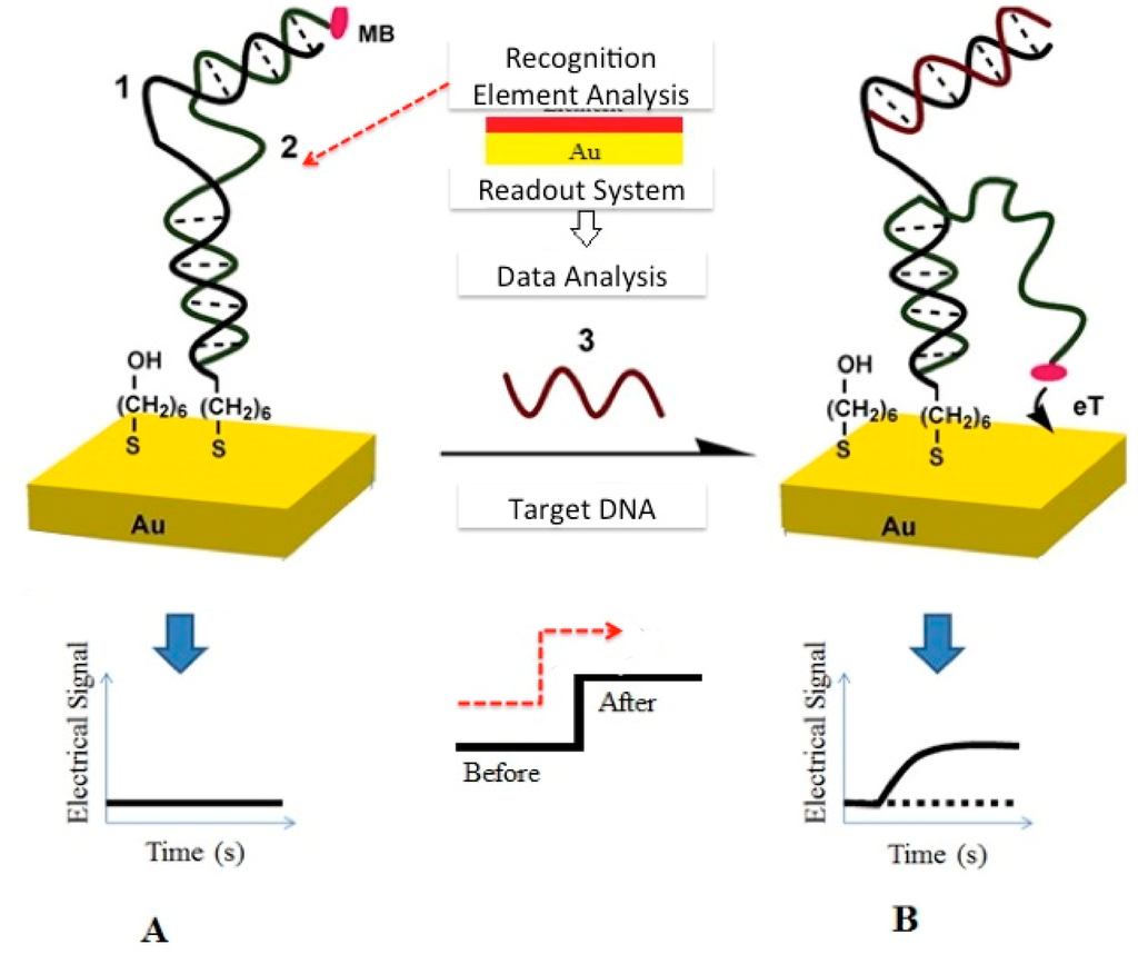 free scientific models red atoms white lies and