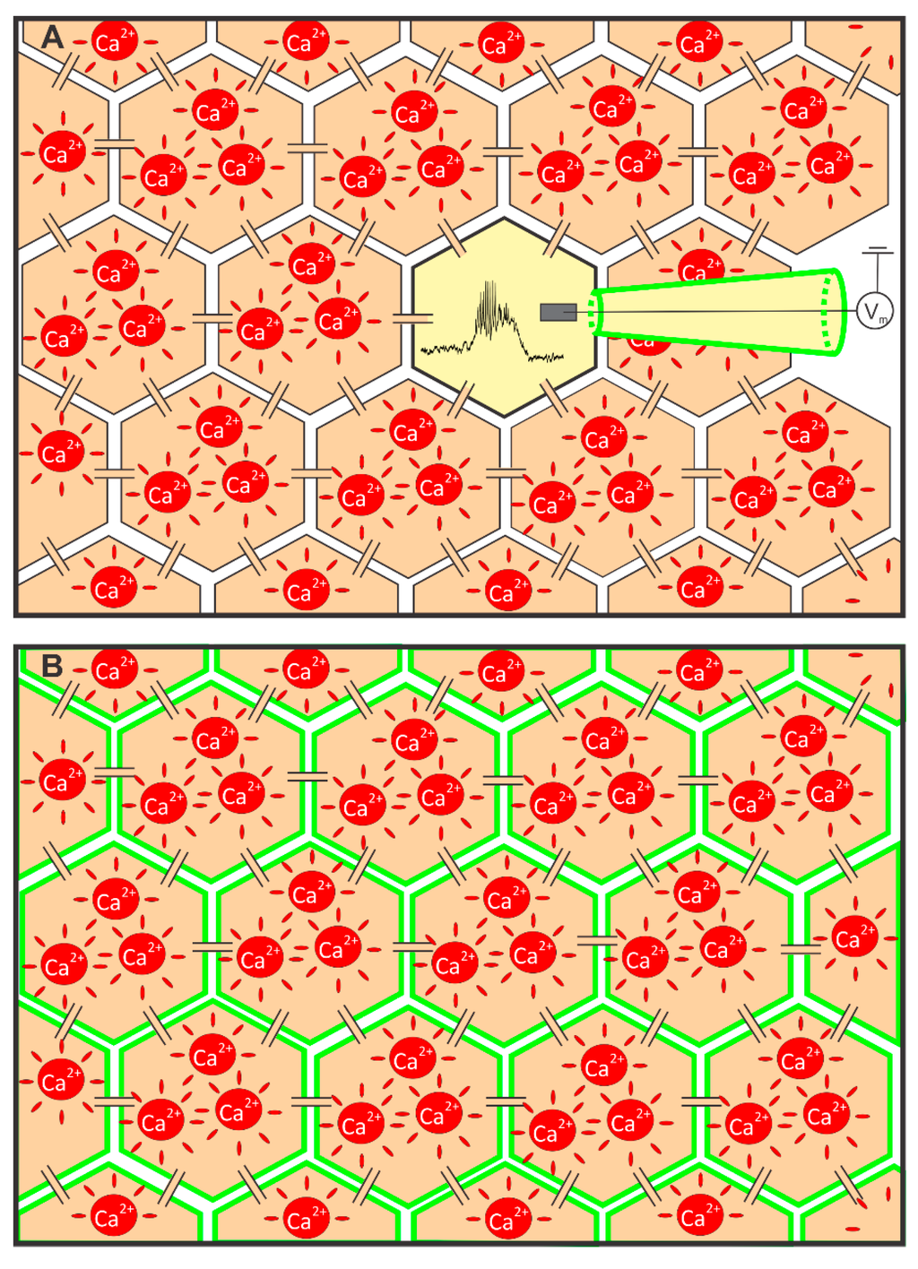 Patch Clamp Technique For Measuring Membrane Potential