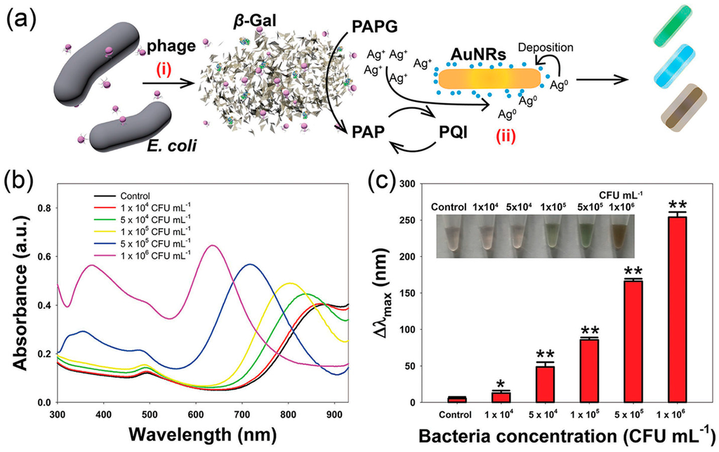sensors free full text recent progresses in nanobiosensing for sensors free full text recent progresses in nanobiosensing for food safety analysis html