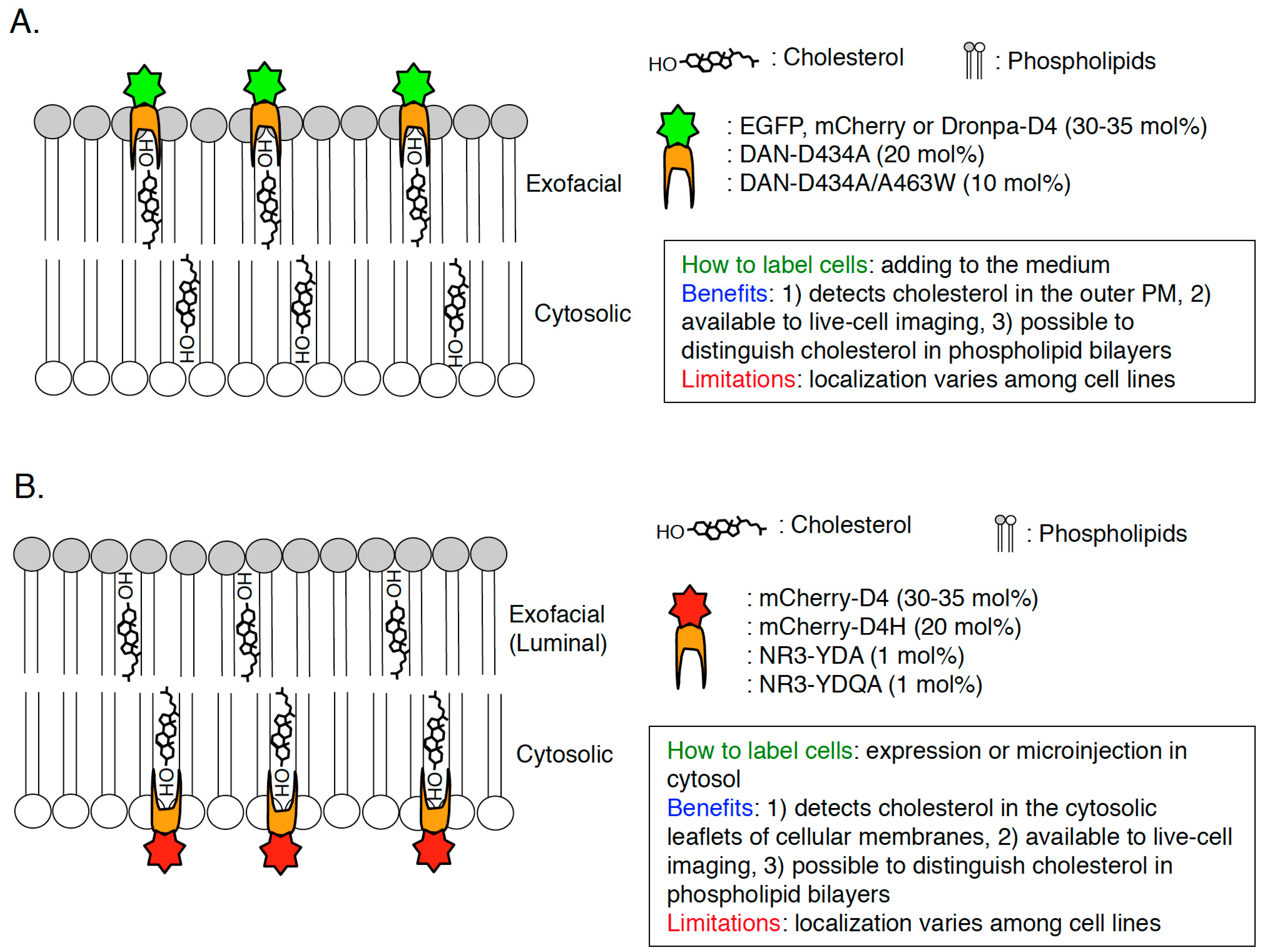 cholesterol in cell membrane