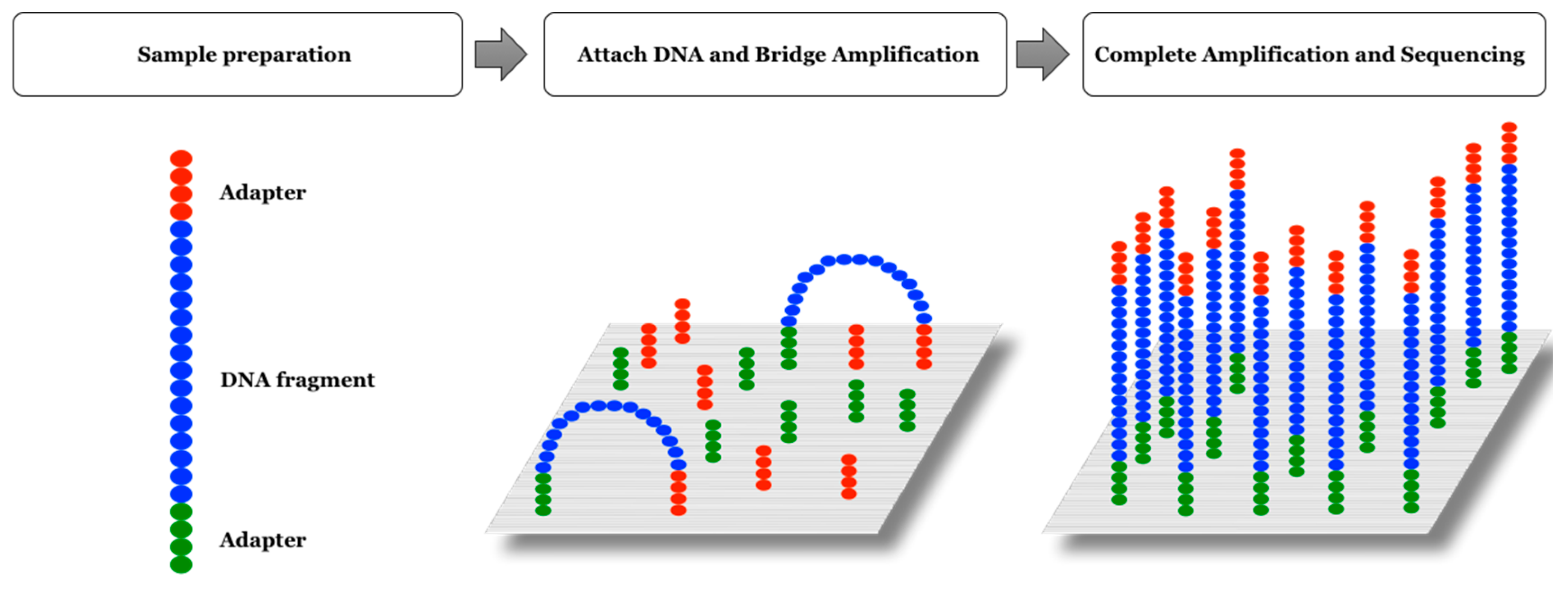 dna sequencing