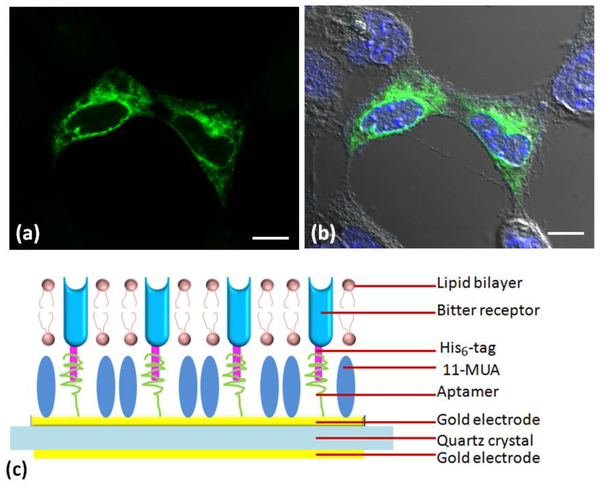 Sensors 17 02881 g006
