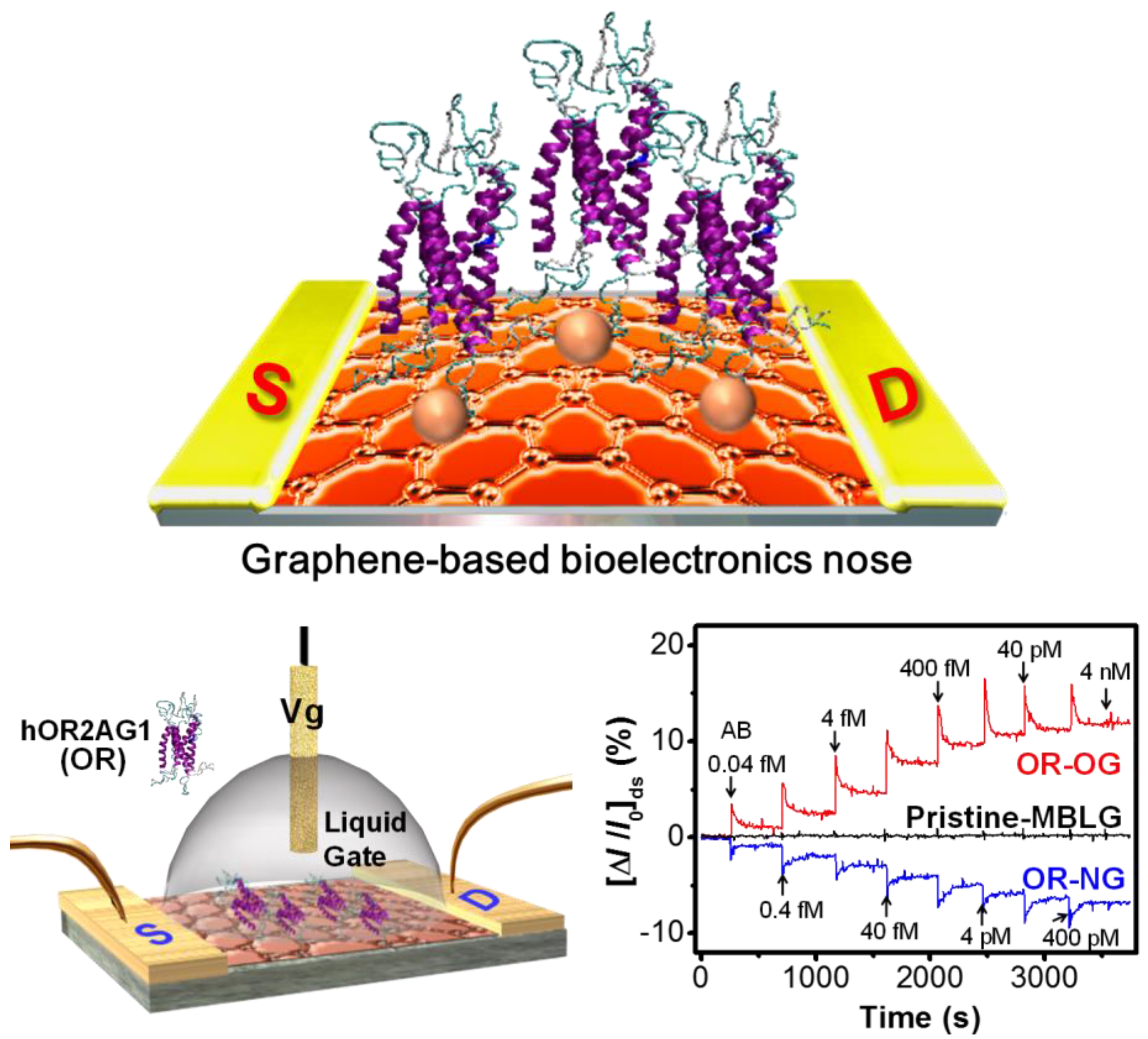 ebook bronchiale