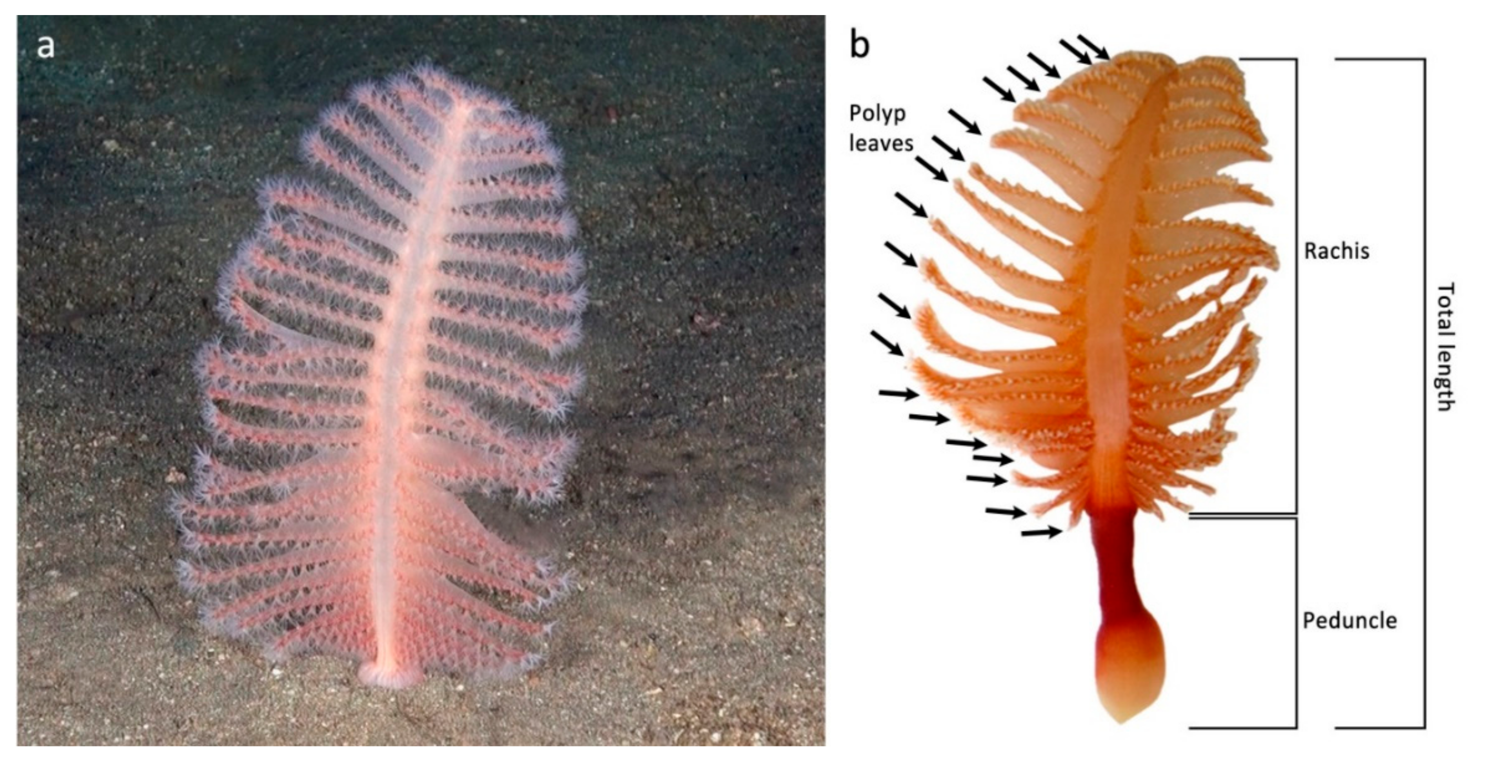 Sensors 19 02255 g001