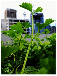 Sustainability 06 00474 g005 200