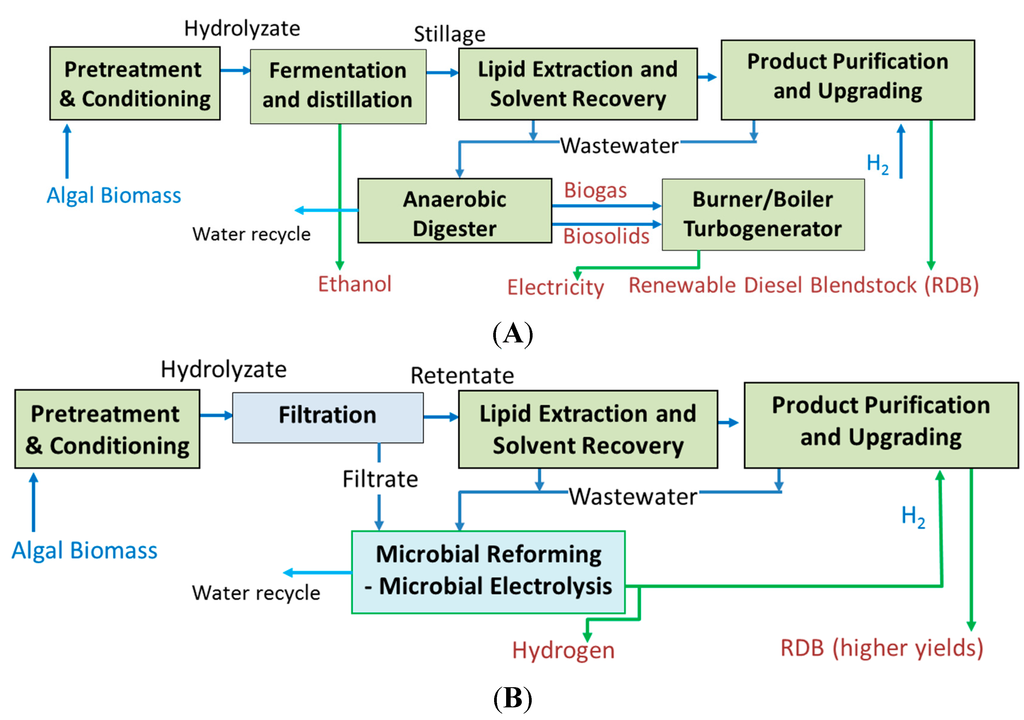 microalgae biodiesel thesis microalgae biodiesel thesis