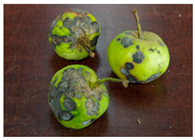 Sustainability 11 06949 i005