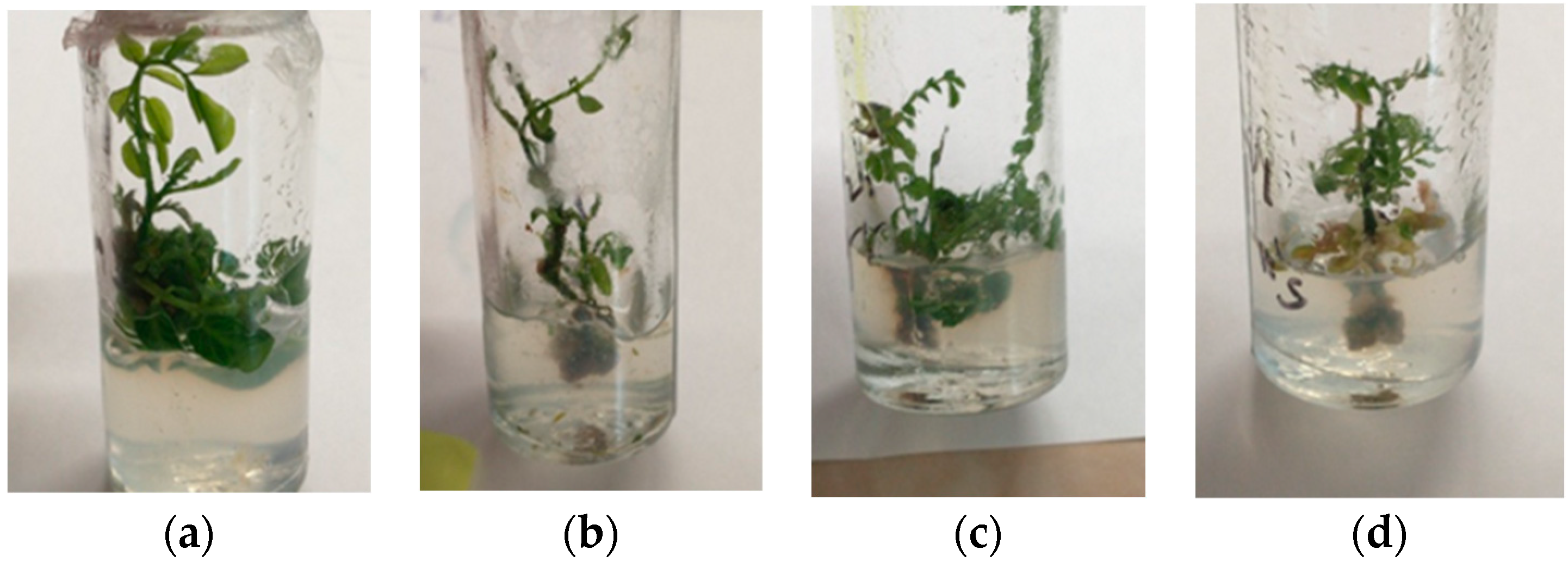 Sustainability 15 15243 g004