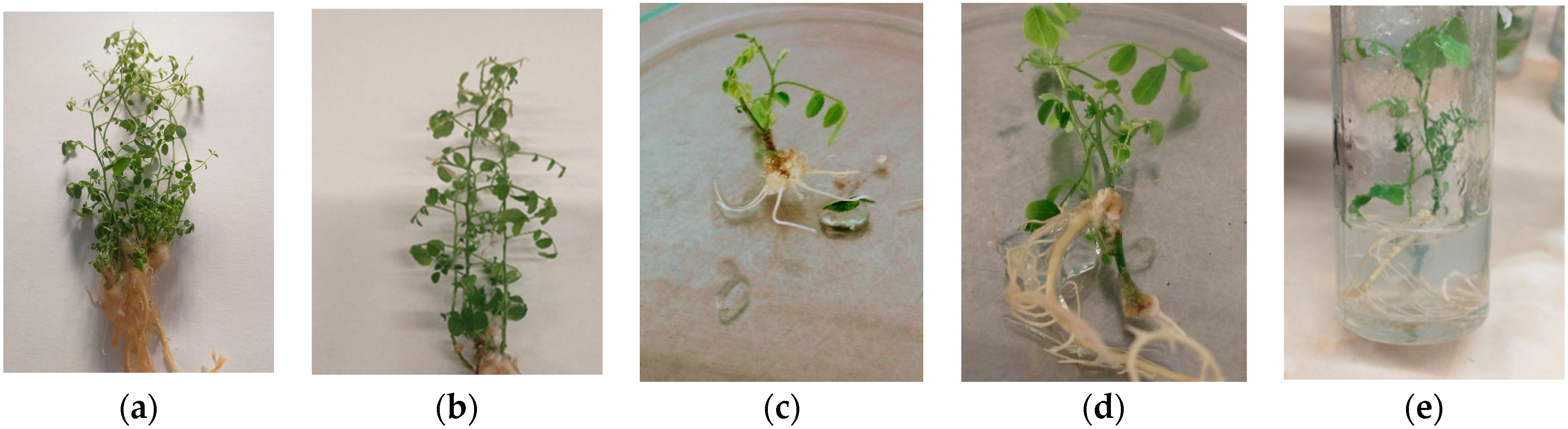 Sustainability 15 15243 g005