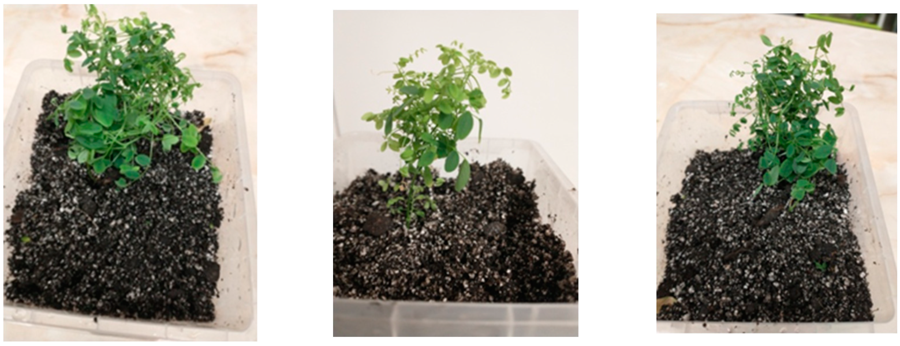 Sustainability 15 15243 g006