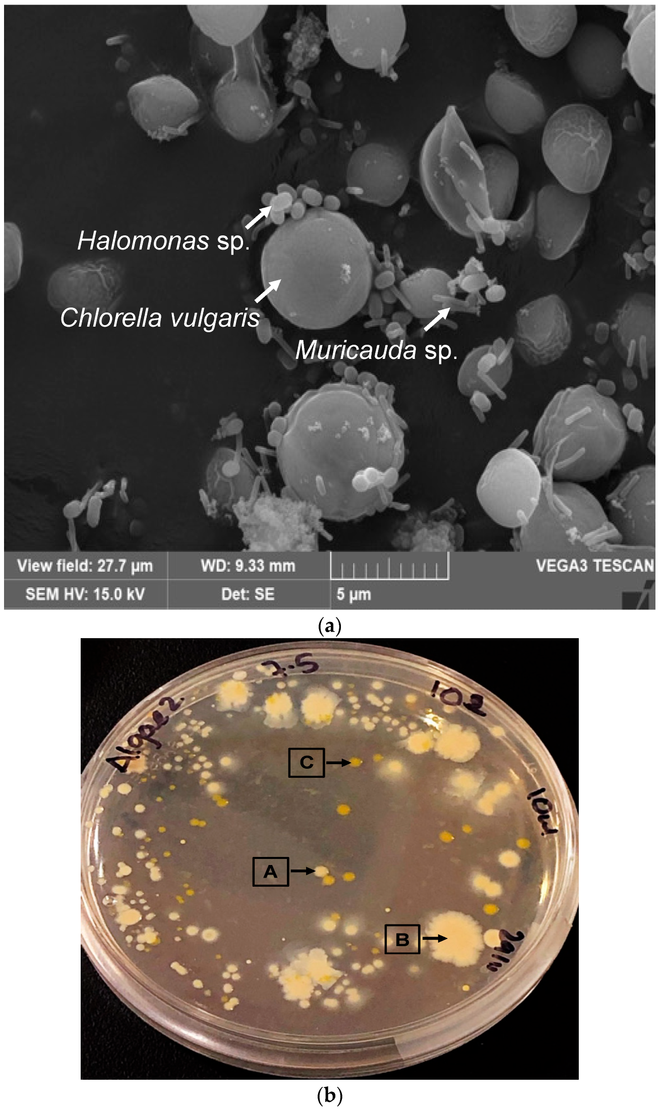 Synbio 02 00011 g002