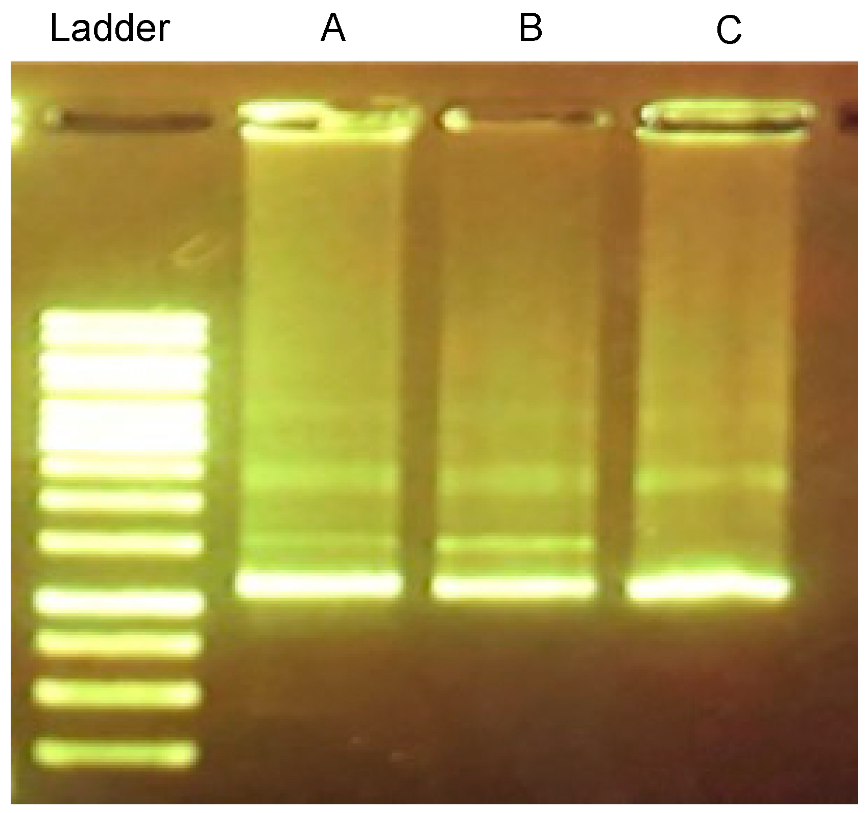 Synbio 02 00011 g007
