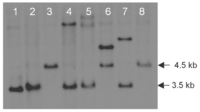 Toxins 01 00173 g001 200
