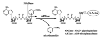 Toxins 01 00208 g001 200