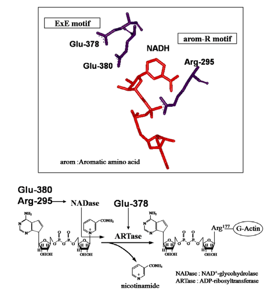 Toxins 01 00208 g005