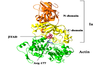 Toxins 01 00208 g009 200